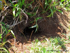 The entrance to the nesting burrow for a pair of Wedge-tailed Shearwaters