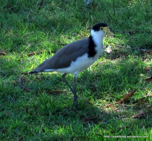 Is it a stilt or is it a moorhen?   Wading bird drying its feet on the grass, Coffs Harbour 