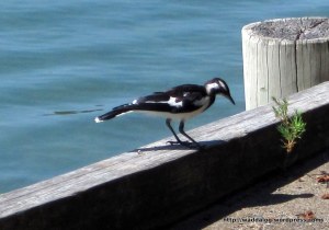 Magpie lark (peewee) considers its options for dinner: sea food or grubs?