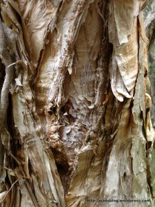 Bark biodiversity 1, name that tree
