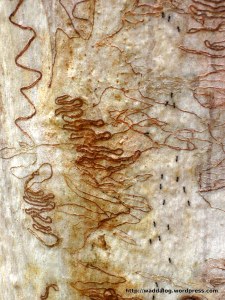 Bark biodiversity 3, scribbles and ants