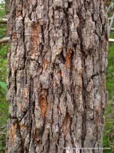 Bark biodiversity, 4, course grain 