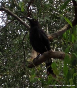 Currawong sniffin' the breeze