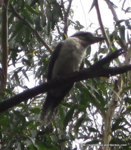 Koo-koo-koo-koo-kookabura sitting in an old gum tree