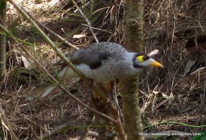 Officialy, it's a Noisy Miner, but I'll call it an Angry Miner instead
