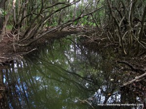 Mangrove lined branch of Coffs Creek
