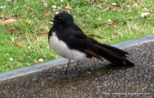 Willie wagtail waits for late lunch, picnic table, Coffs Creek